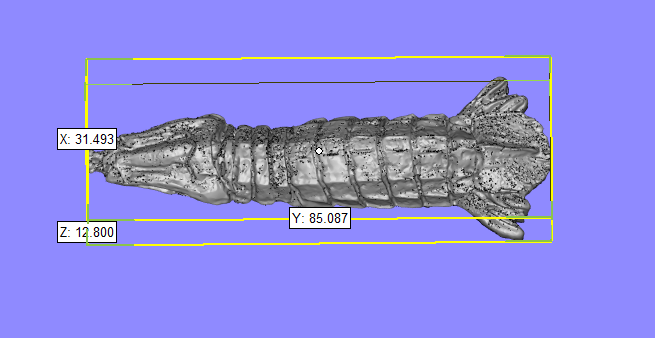 3D scan of one mantis shrimp master with measured bounding box